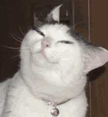 Funny Cats GIF - Funny Cats Deal With It GIFs