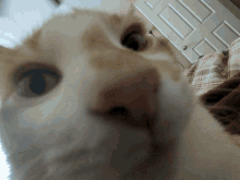 Jubal Cat GIF - Jubal Cat Orange Cat GIFs