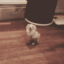 a small white dog standing on its hind legs on a wooden floor