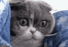 Cute Cat GIF - Cute Cat Shookt GIFs