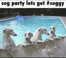 four dogs are swimming in a pool and the caption says " sog party lets get #soggy "