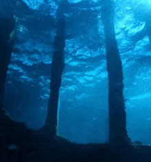 a few trees are visible underwater in the ocean