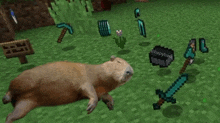 a capybara is laying on the ground in a minecraft world surrounded by weapons and shields .