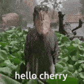 Hello Cherry Shoebill GIF - Hello Cherry Cherry Hello GIFs