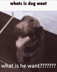 Dog Funny GIF - Dog Funny What Is Dog Want GIFs