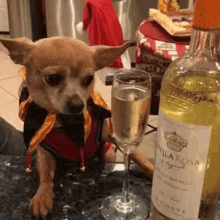 funny animals ive had enough wine wasted dog jester