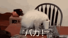 馬鹿　ばか　バカ　猫　ねこ　ネコ GIF - Cute Cat Cat Stuck GIFs