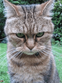 a close up of a cat 's face with a serious look on its face