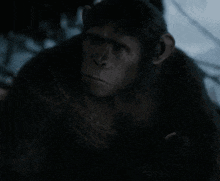 a close up of a monkey in a dark room looking at the camera .