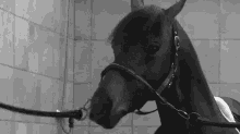 Blap GIF - Horse Horses Equine GIFs