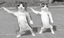 two cats are standing next to each other on the ground .
