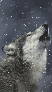 i could live like thaat wolf howl