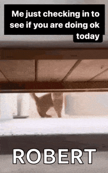 a cat is peeking out from under a table and says `` me just checking in to see if you are doing ok today robert ''