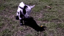 a black and white goat is standing in the grass looking at something .