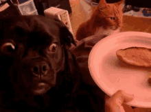 Pug Cat GIF - Pug Cat Hungry GIFs