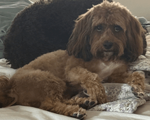 a small brown dog laying on a bed with a pillow in the background