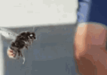 Insect Slow Motion GIF - Insect Slow Motion Fly GIFs