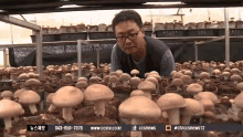 mushroom cultured