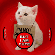 Cute Cat GIF - Cute Cat Crazy GIFs