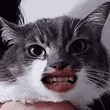 Cat Cats GIF - Cat Cats Cat Memes GIFs