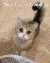 Cat Shay GIF - Cat Shay GIFs