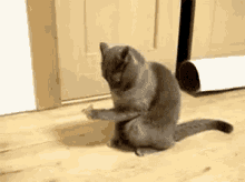 Cat Confused GIF - Cat Confused Staring GIFs