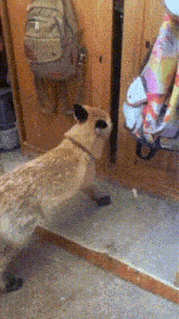 a dog is looking at itself in a mirror