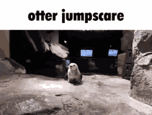 Otter Jumpscare GIF - Otter Jumpscare GIFs