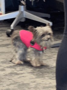 a small dog wearing a pink vest is standing next to a person
