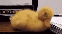 Duckling Sleepy GIF