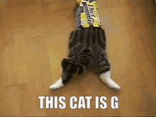 This Cat Is G GIF - This Cat Is G GIFs