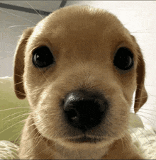 a close up of a puppy 's nose with a white whisker