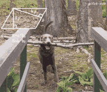 a dog is holding a stick in its mouth while standing on a wooden bridge