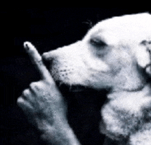 a black and white photo of a dog making a middle finger gesture .