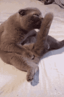 Funny Cat GIF - Funny Cat Dick GIFs