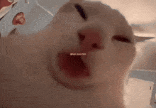 a close up of a cat 's face with a watermark that says kyi_hm2004