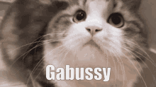 Gabussy Hell GIF - Gabussy Hell Cat GIFs
