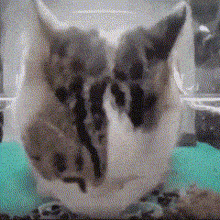 Hello Street Cat Spooked GIF - Hello Street Cat Spooked Scared GIFs