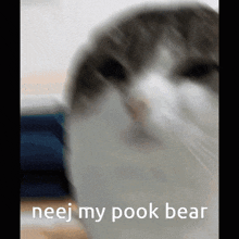 Pook Bear Cat GIF