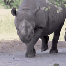 Rhino Cute GIF - Rhino Cute Aww GIFs