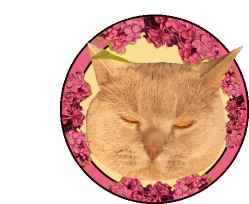 Lenny Cat Sticker - Lenny Cat Annoyed Face Stickers