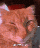 Cat Orange Cat GIF - Cat Orange Cat Red Cat GIFs