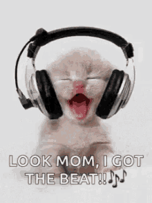 listening to music cute cat
