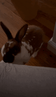 Dash Bunny GIF - Dash Bunny Dashy GIFs
