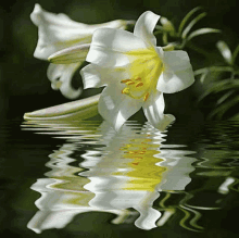 White Lily In Water GIF - White Lily In Water GIFs