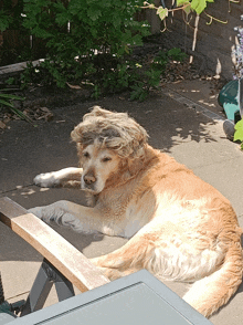 Badu Dog GIF - Badu Dog Hair GIFs