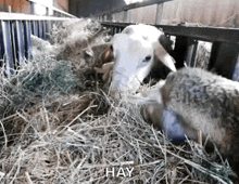 a couple of sheep are eating hay in a pen