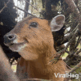 Eating Muntjac Deer GIF - Eating Muntjac Deer Viralhog GIFs