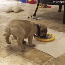 Puppy Is Very Hungry GIF - Puppy Is Very Hungry GIFs
