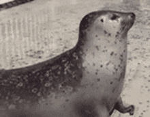 Turbo Seal Seal GIF - Turbo Seal Seal Seal Bounce GIFs
